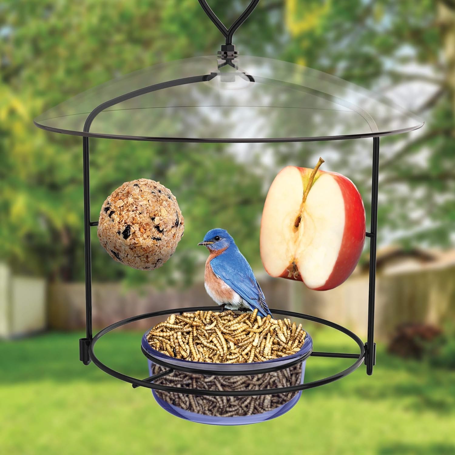 BBFM1 bluebird feeder ring provides ample perching space for multiple birds