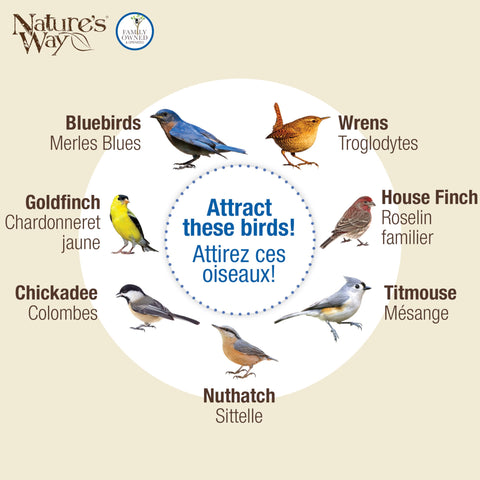BBFM1 supports mealworms, seeds, suet, and fruit combinations for birds