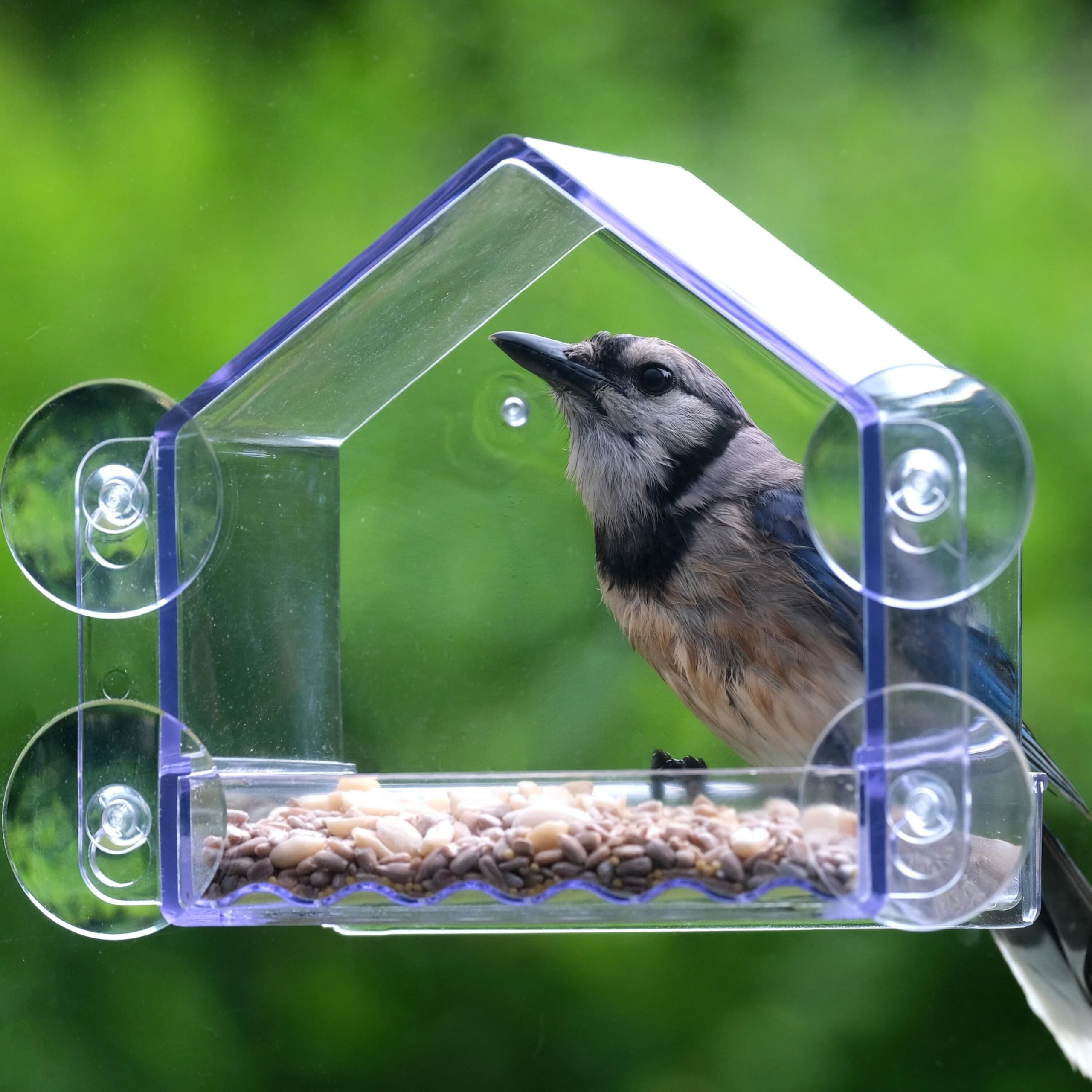 Nature's Way Crystal Window Seed Feeder offers neat, space-saving viewing for families.