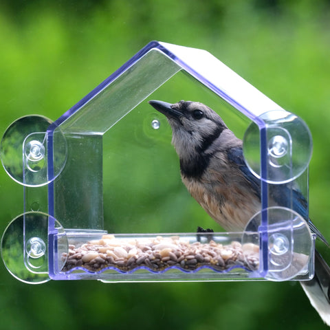Nature's Way Crystal Window Seed Feeder offers neat, space-saving viewing for families.