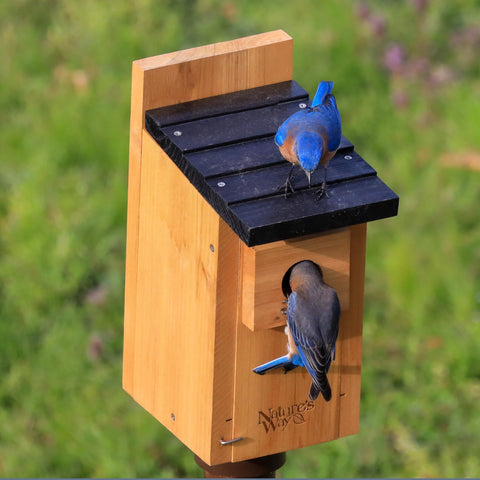 Nature's Way Wild Wings WWCH3 cedar blue bird box pole or flush mount options