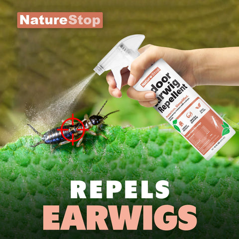 NatureStop earwig deterrent spray near entry points protects living spaces.
