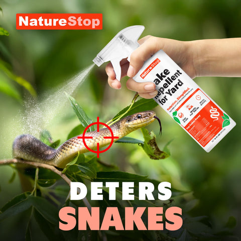 NatureStop deterrent spray near fences keeps patios and walkways snake-free.