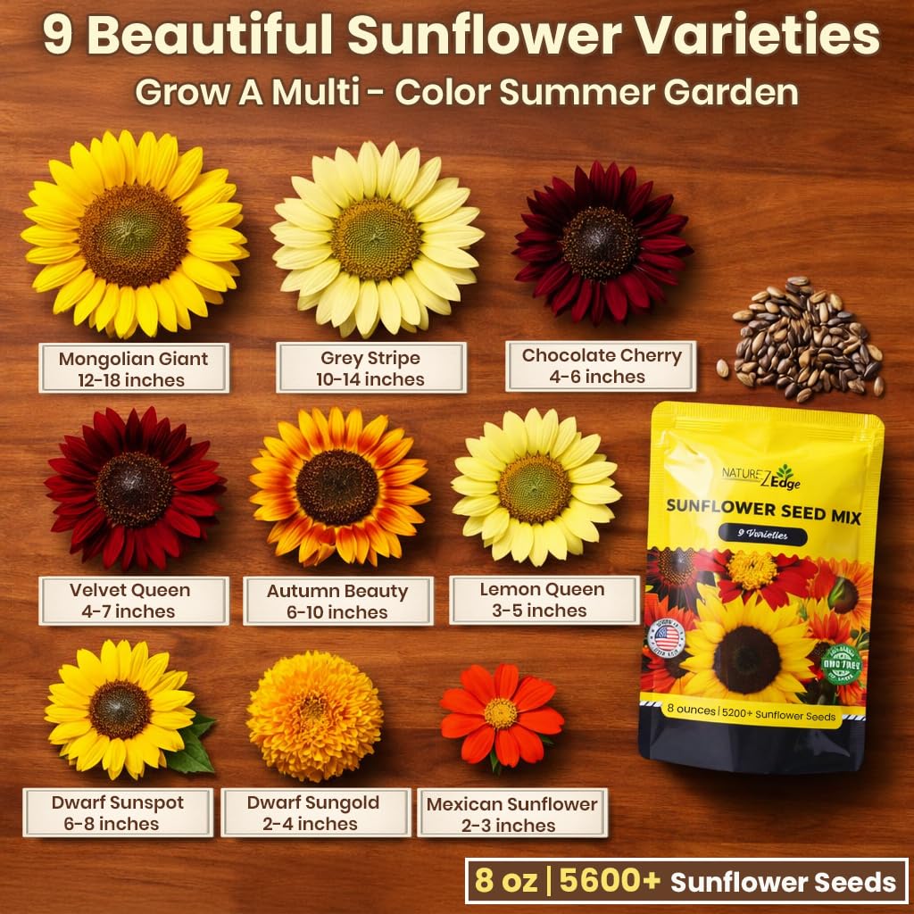 NatureZ Edge Autumn Beauty sunflower seeds close-up ready for sowing