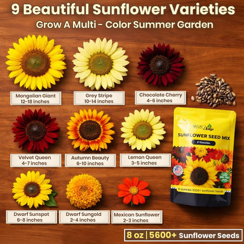 NatureZ Edge Autumn Beauty sunflower seeds close-up ready for sowing