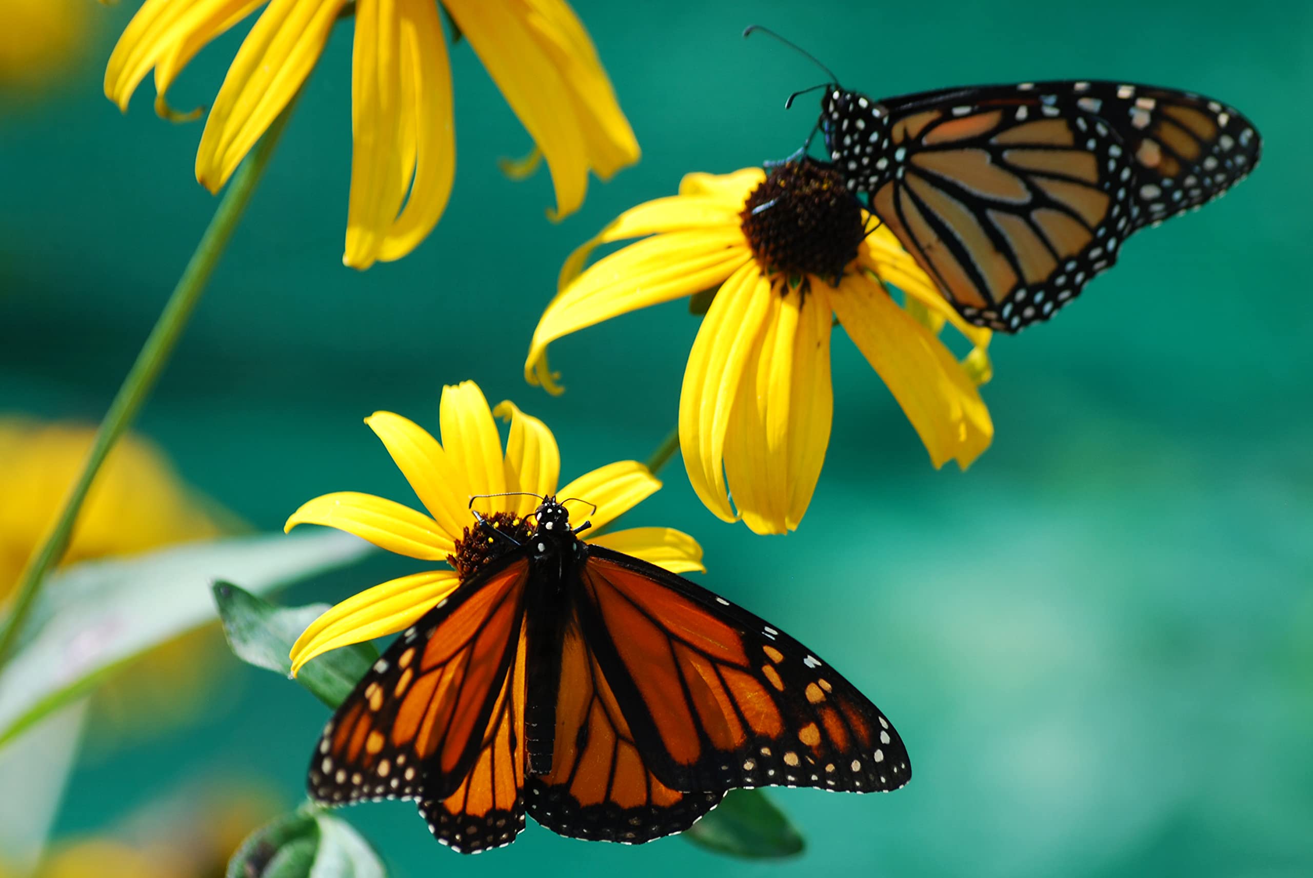 NatureZ Edge Black-Eyed Susan seeds enhance garden borders and attract pollinators.
