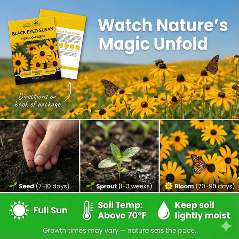 NatureZ Edge border planting with black-eyed Susan in a sunny garden bed