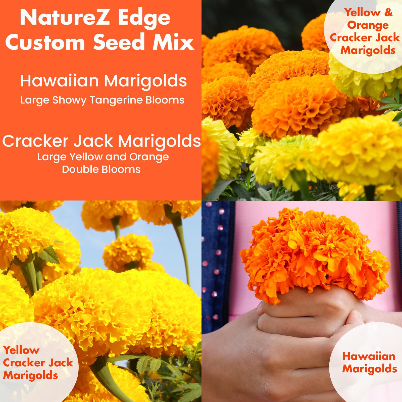 NatureZ Edge bulk marigold seeds offer over 10,000 options for vibrant displays.