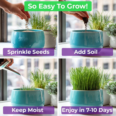 NatureZ Edge cat grass seeds non-GMO label visible on packaging