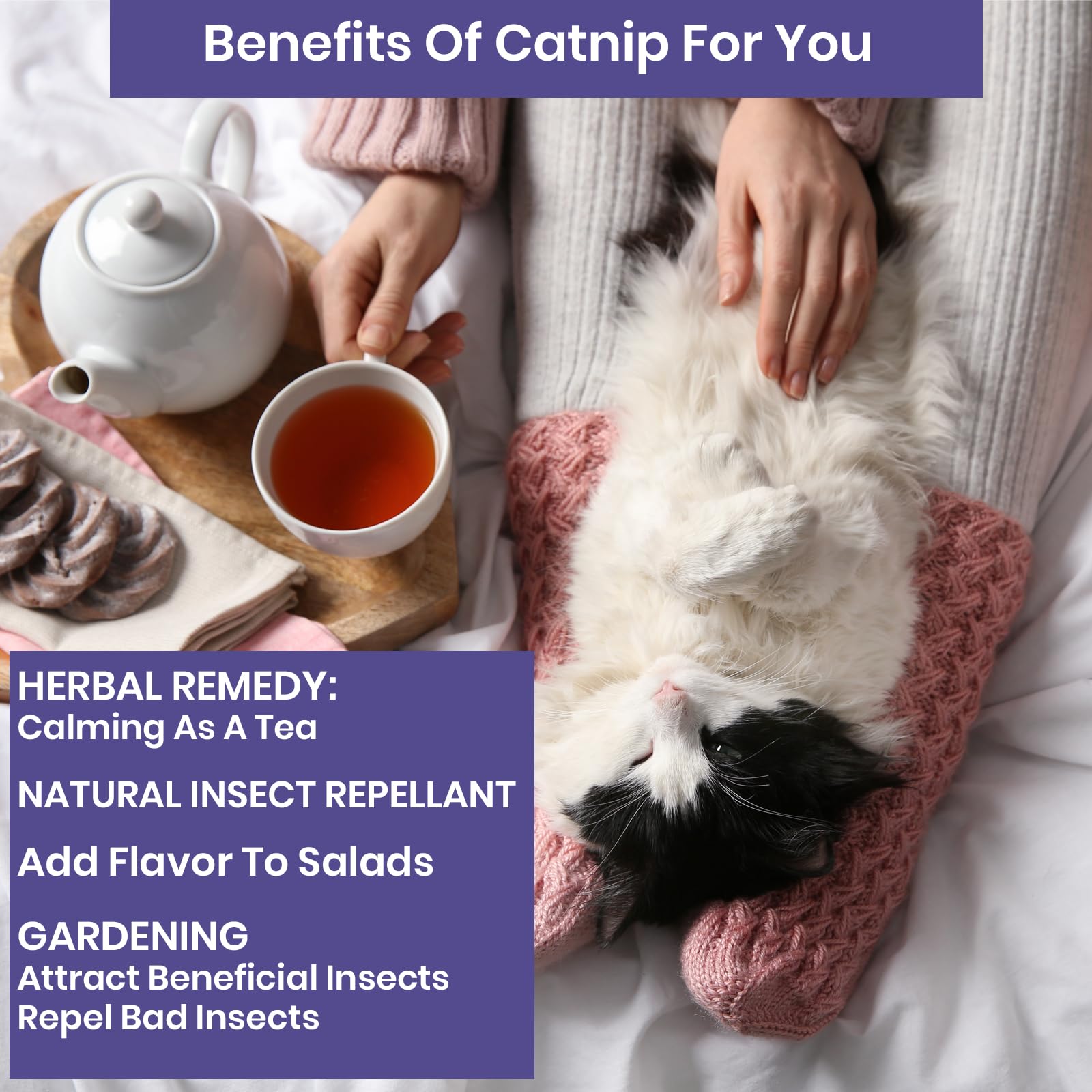 NatureZ Edge catnip seeds—6.5 grams per pack supports multiple plantings.