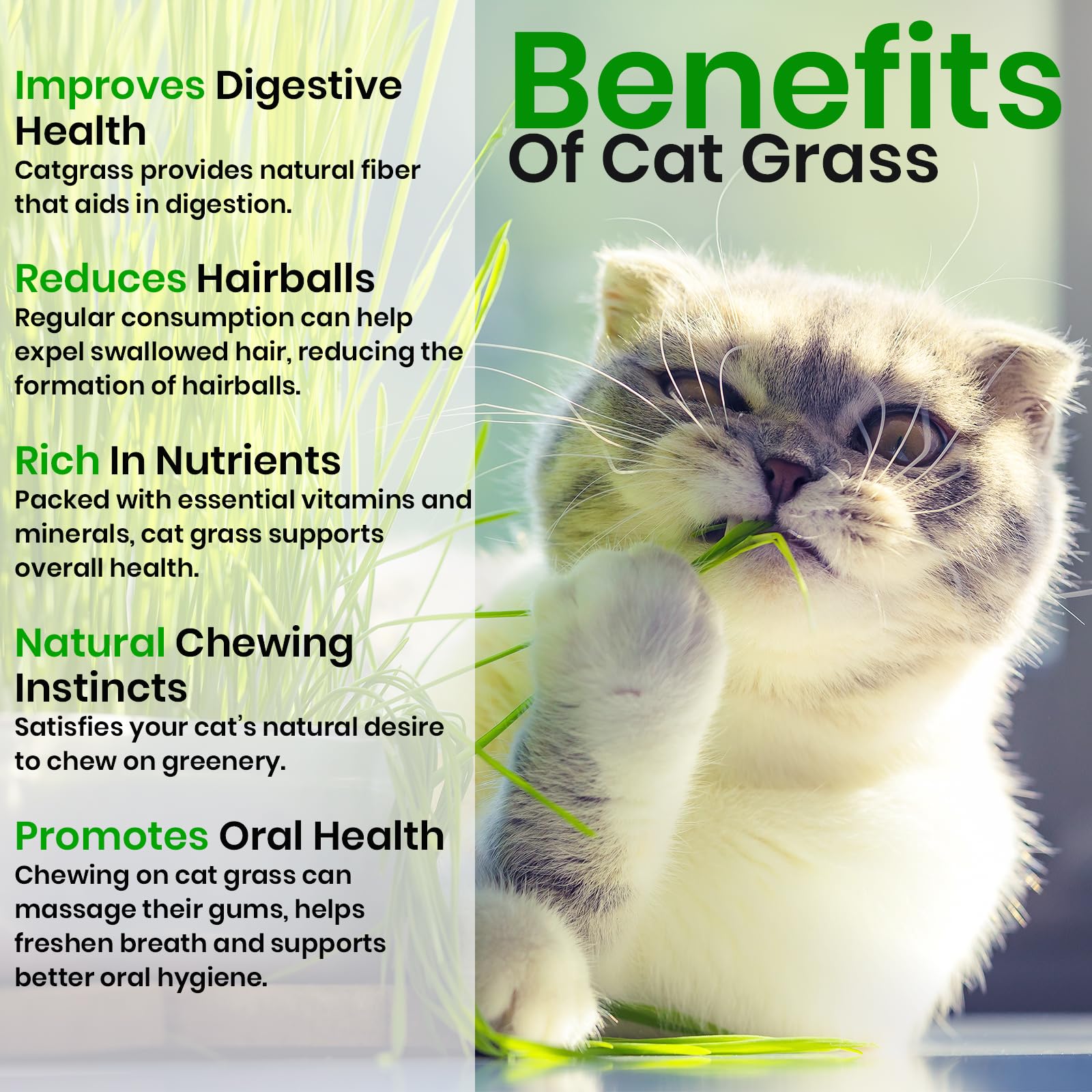 NatureZ Edge catnip seeds kit designed for indoor cat enrichment and play.