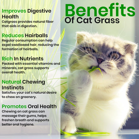 NatureZ Edge catnip seeds kit designed for indoor cat enrichment and play.