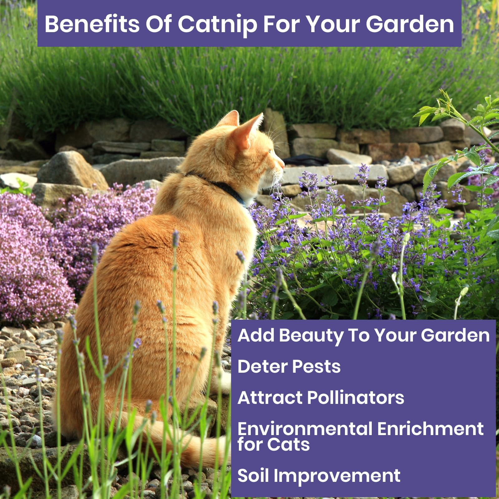 NatureZ Edge catnip seeds—sprouting in soil for a thriving herb patch.