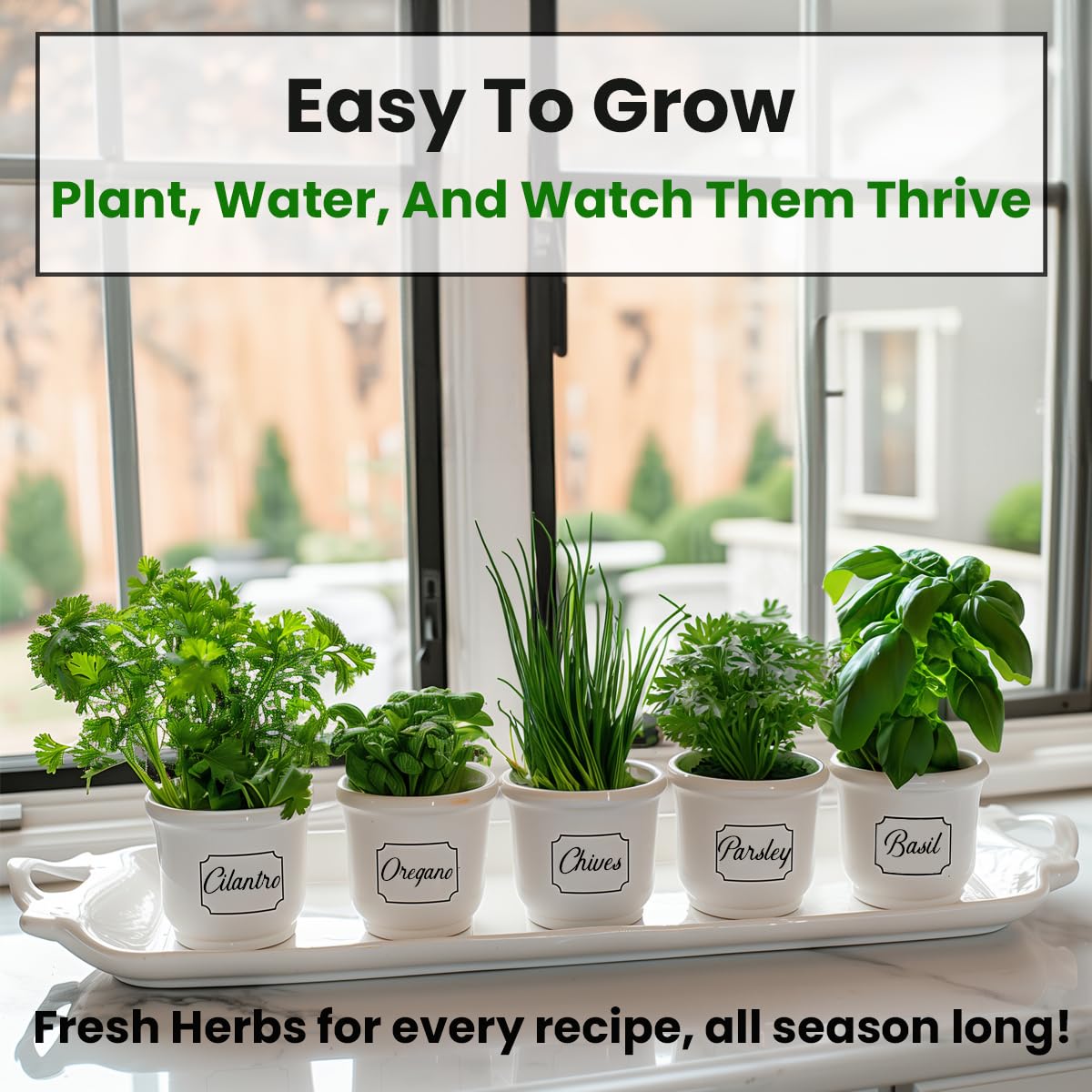 NatureZ Edge chives seeds for quick, savory garnish from your garden.