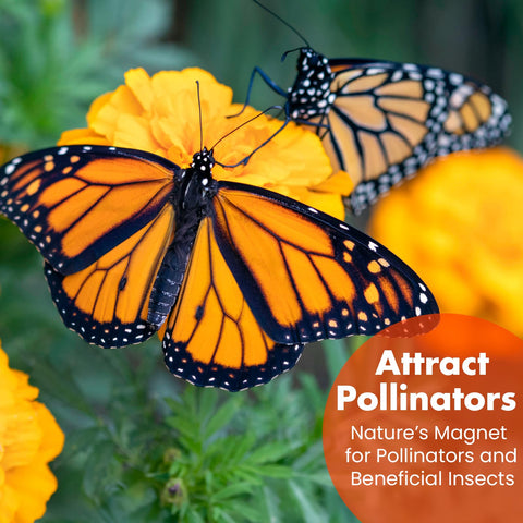 NatureZ Edge companion marigold seeds support garden health through beneficial insect attraction.