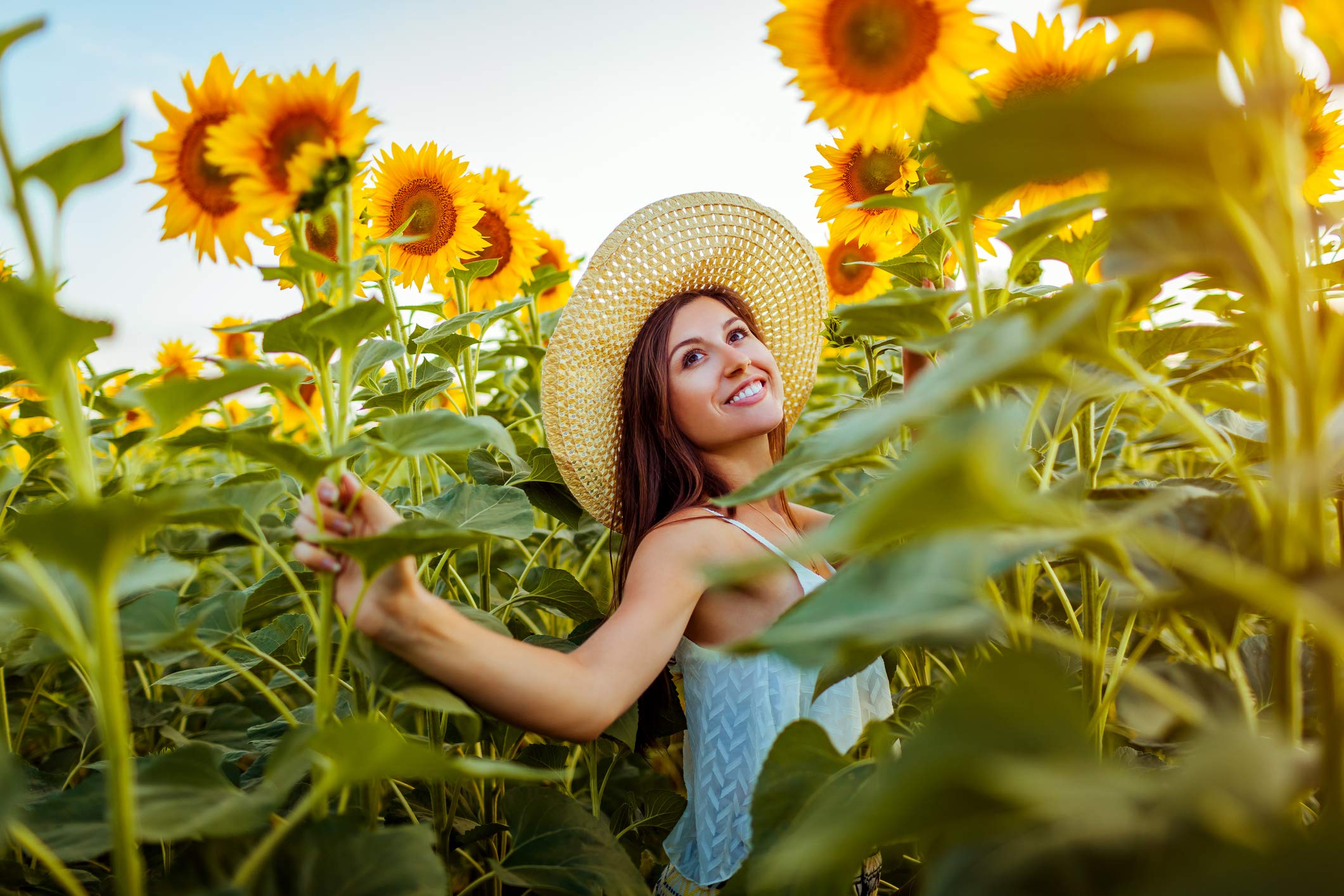 NatureZ Edge diverse mix of sunflowers for season-long color