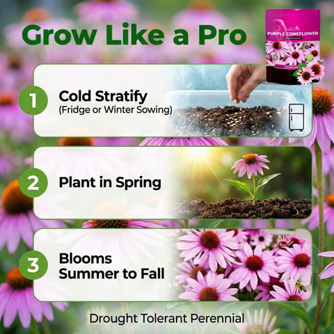 NatureZ Edge Drought-tolerant perennial coneflowers ideal for low-maintenance landscapes.