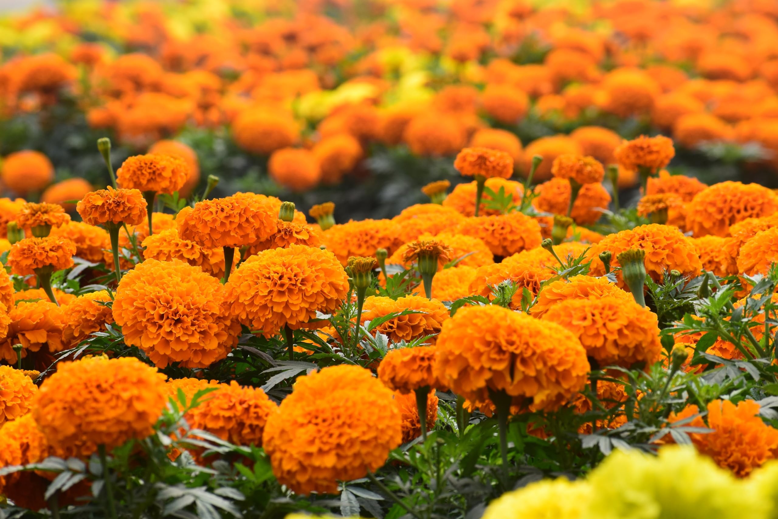 NatureZ Edge easy germination marigold seeds start quickly for lush color.