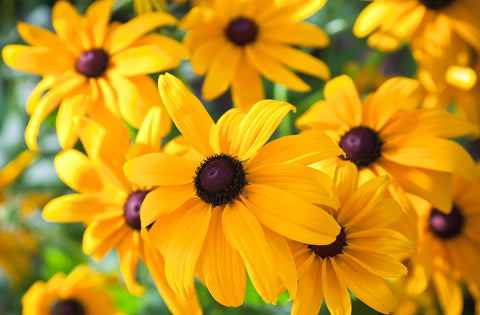 NatureZ Edge hand-packaged seeds from a family business ensuring care