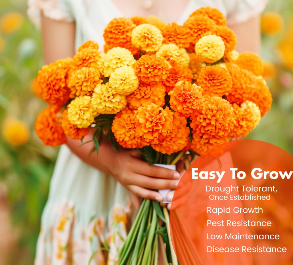 NatureZ Edge Hawaii marigold seeds for outdoor beds, delivering sunny blooms and bee-friendly color.