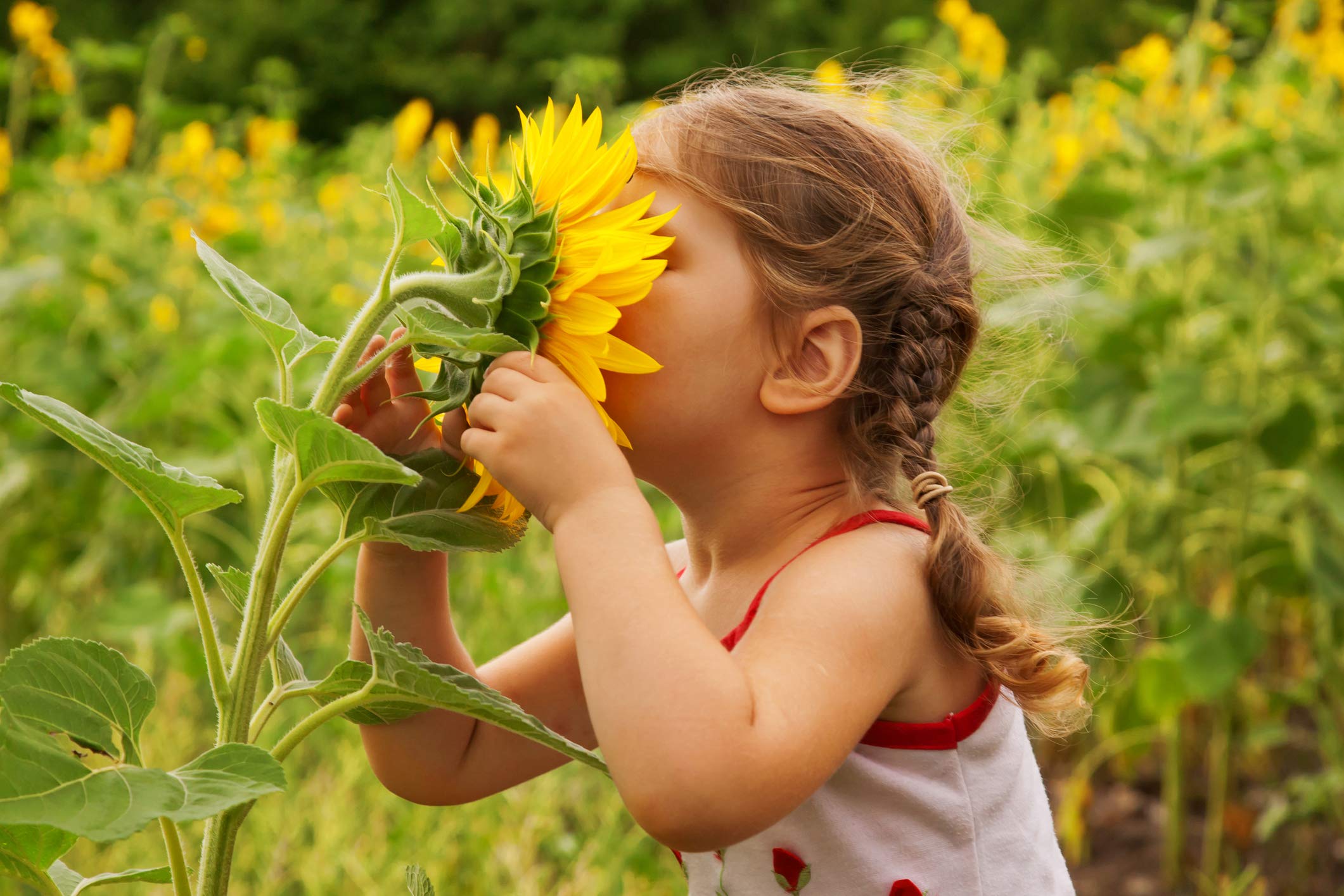 NatureZ Edge Mammoth seeds for dramatic towering sunflowers