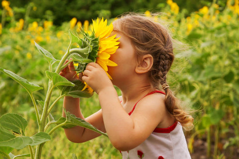 NatureZ Edge Mammoth seeds for dramatic towering sunflowers