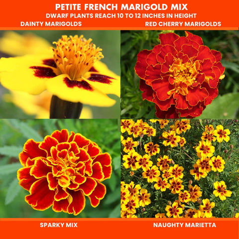 NatureZ Edge marigold seeds mix blooms close-up highlights bright flowers for containers.