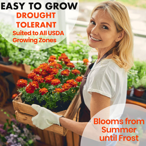 NatureZ Edge marigold seeds mix container display suggests versatile patio planting.