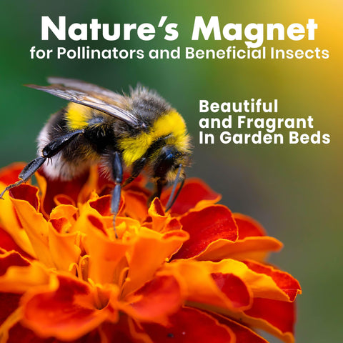 NatureZ Edge marigold seeds mix ecosystem benefits support biodiversity in garden beds.