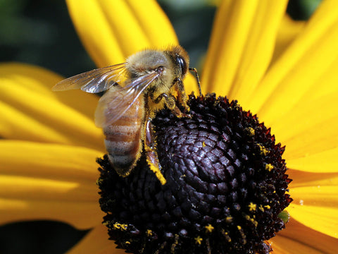 NatureZ Edge pollinator-friendly black-eyed Susan attracting bees and butterflies