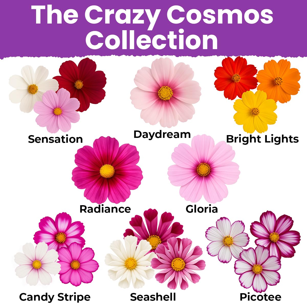 NatureZ Edge pollinator-friendly cosmos blooms attract bees and butterflies.