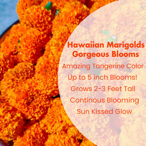 NatureZ Edge pollinator-friendly marigold seeds promote biodiversity in borders and containers.