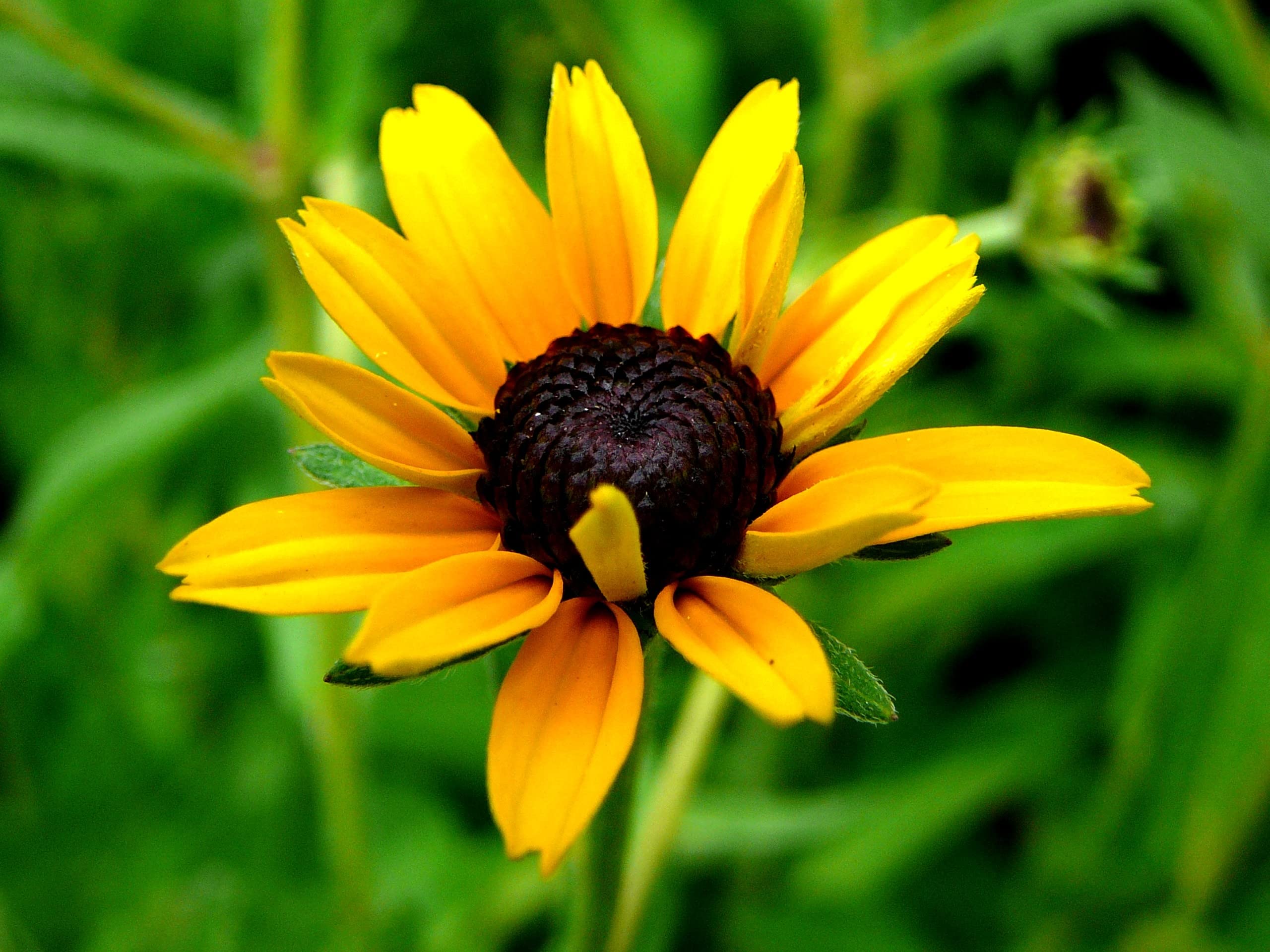 NatureZ Edge rudbeckia-hirta seeds open-pollinated for biodiversity and garden resilience.