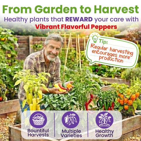 NatureZ Edge serrano seeds yield medium-to-hot peppers for bold dishes