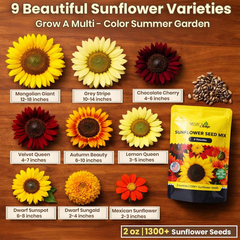 NatureZ Edge Dwarf Sungold compact bloom brightens small borders.