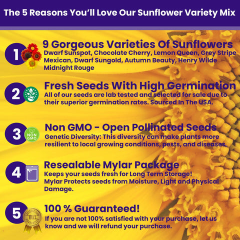 NatureZ Edge Velvet Queen seeds with rich petals for late summer blooms