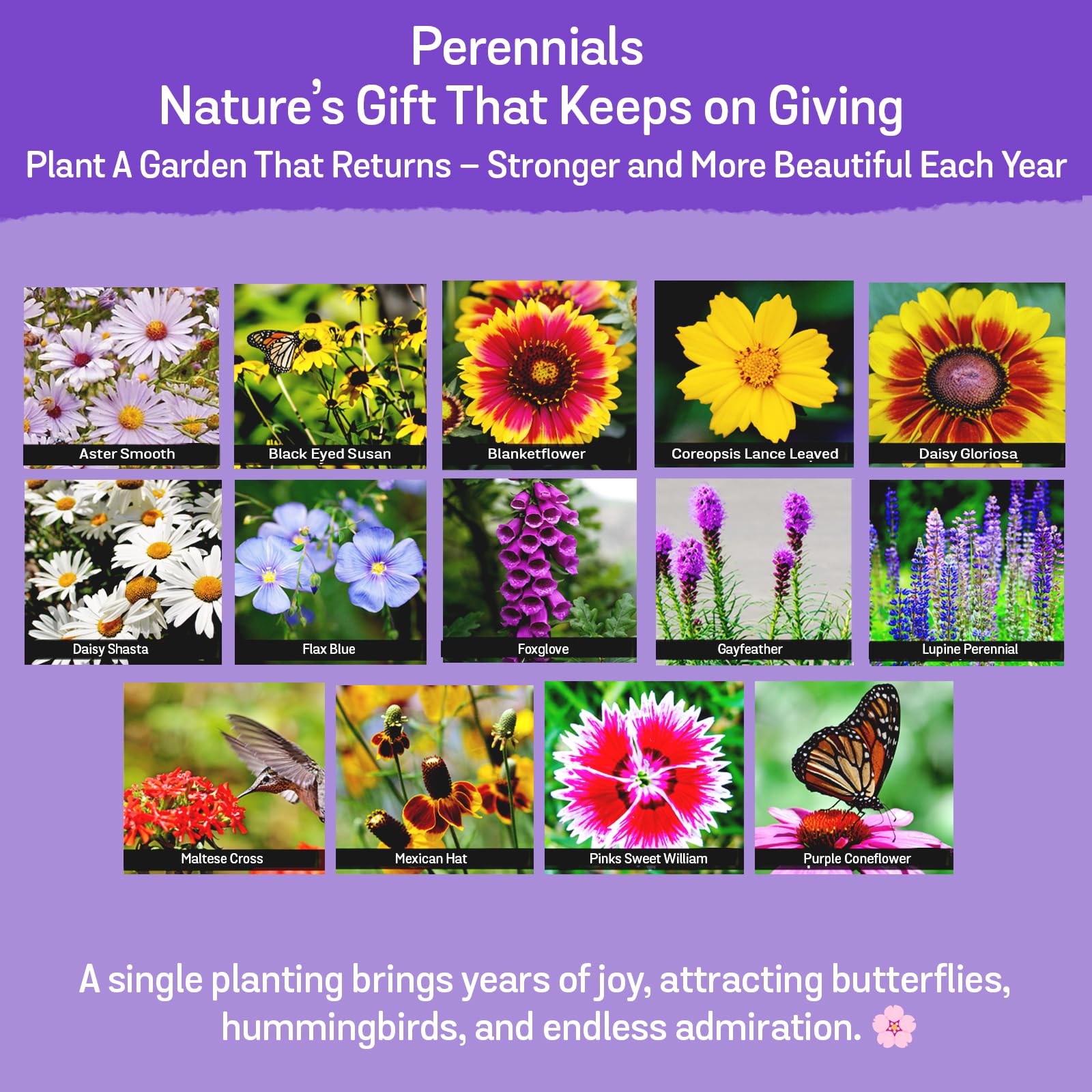 NatureZ Edge wildflower seeds pollinator-butterflies, supports butterfly and bee activity.