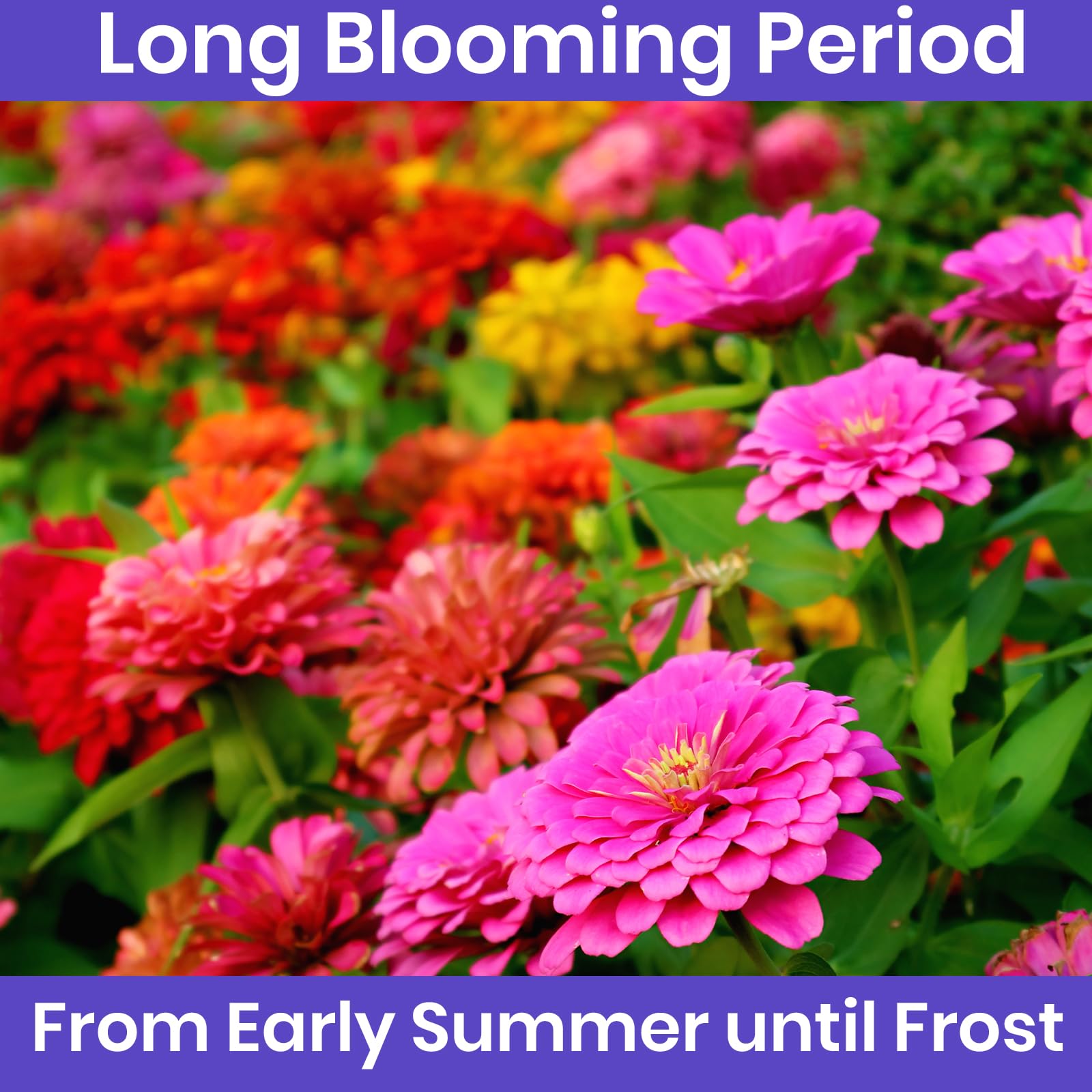 NatureZ Edge zinnia butterflies on blooms attract pollinators.