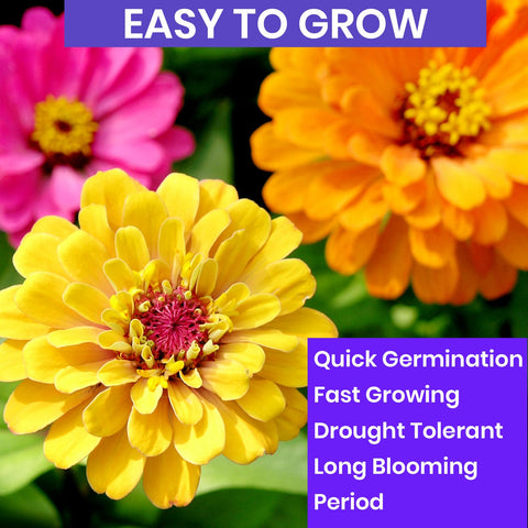 NatureZ Edge zinnia planted in garden bed adds long-season color.