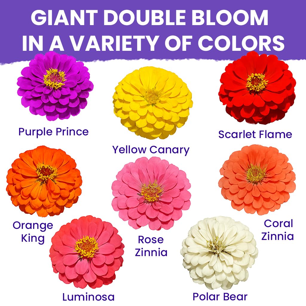 NatureZ Edge Zinnia seeds Benary’s Giant with tall dramatic blooms.