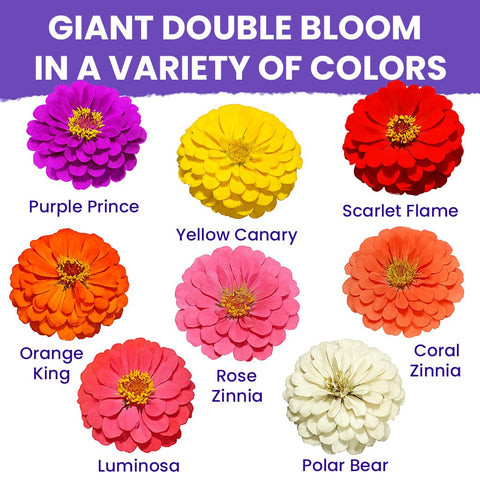 NatureZ Edge Zinnia seeds Benary’s Giant with tall dramatic blooms.