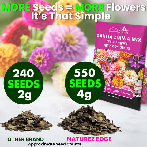 NatureZ Edge zinnia seeds dwarf variety for compact container blooms