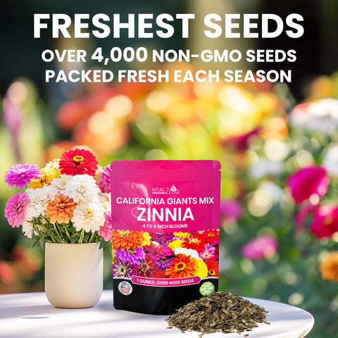 NatureZ Edge Zinnia seeds mixed colors for vibrant borders and containers.