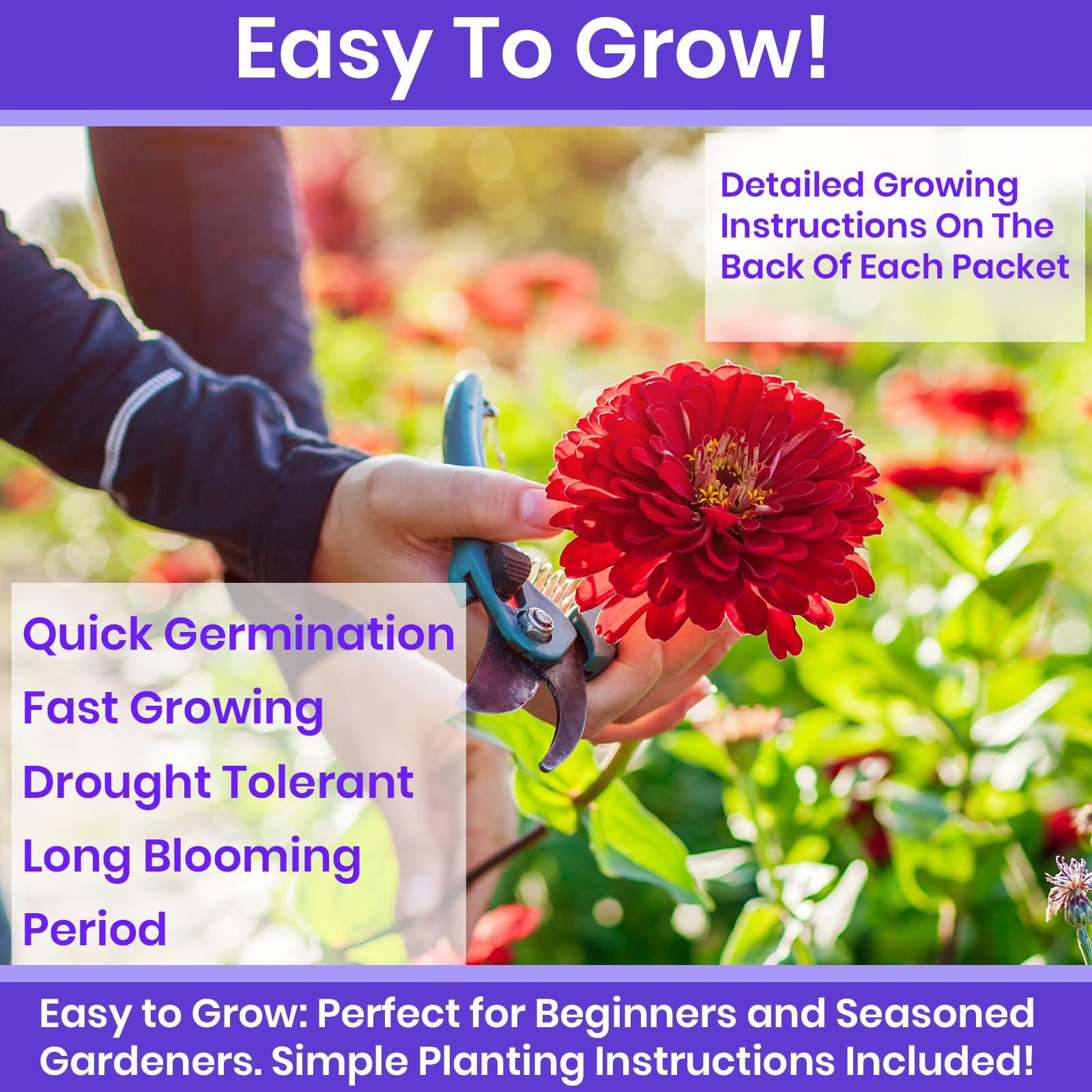 NatureZ Edge zinnia seeds State Fair variety for vibrant, uniform garden color.