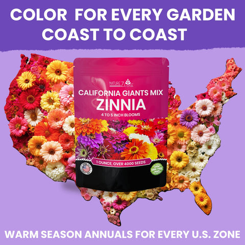 NatureZ Edge Zinnia seeds tall plants create dramatic accents in borders.