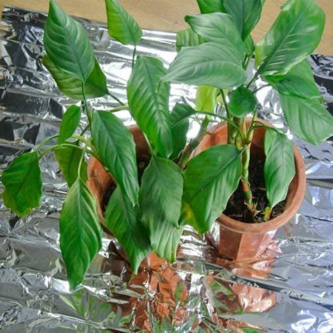 NAVADEAL greenhouse setup using multiple sheets to optimize brightness.