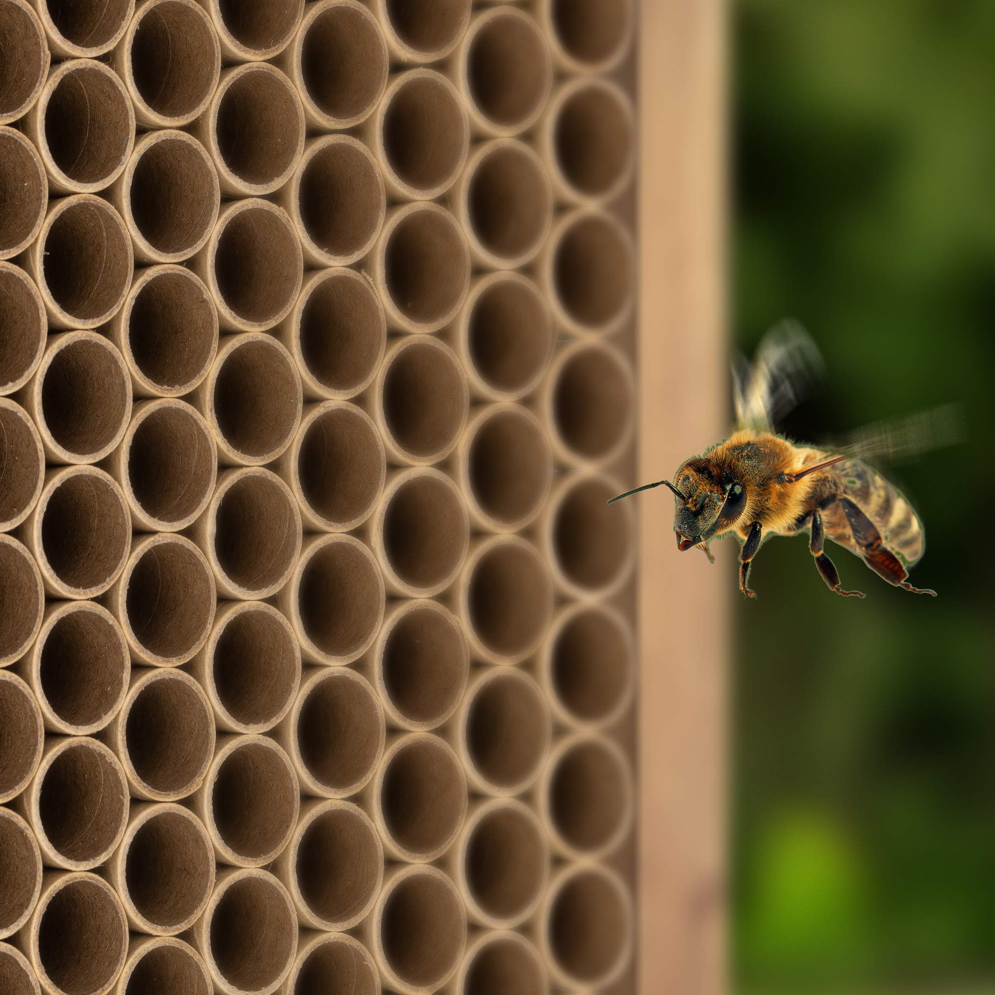 Smooth-entry cardboard bee tubes by Navaris