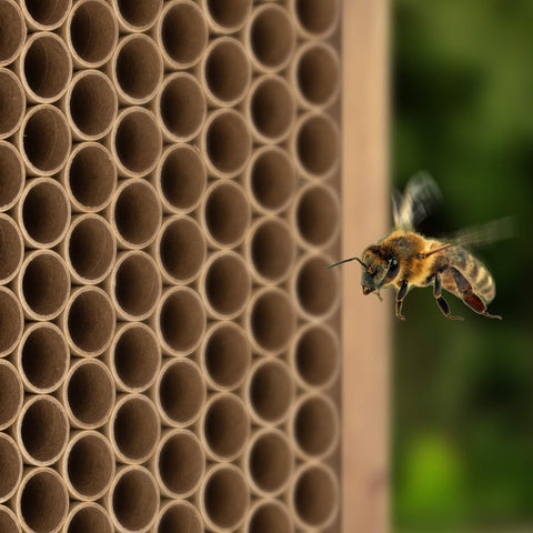 Smooth-entry cardboard bee tubes by Navaris