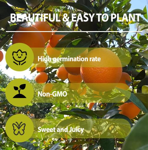 Navel Orange Seeds mature tree with fruit, showcasing ornamental value.