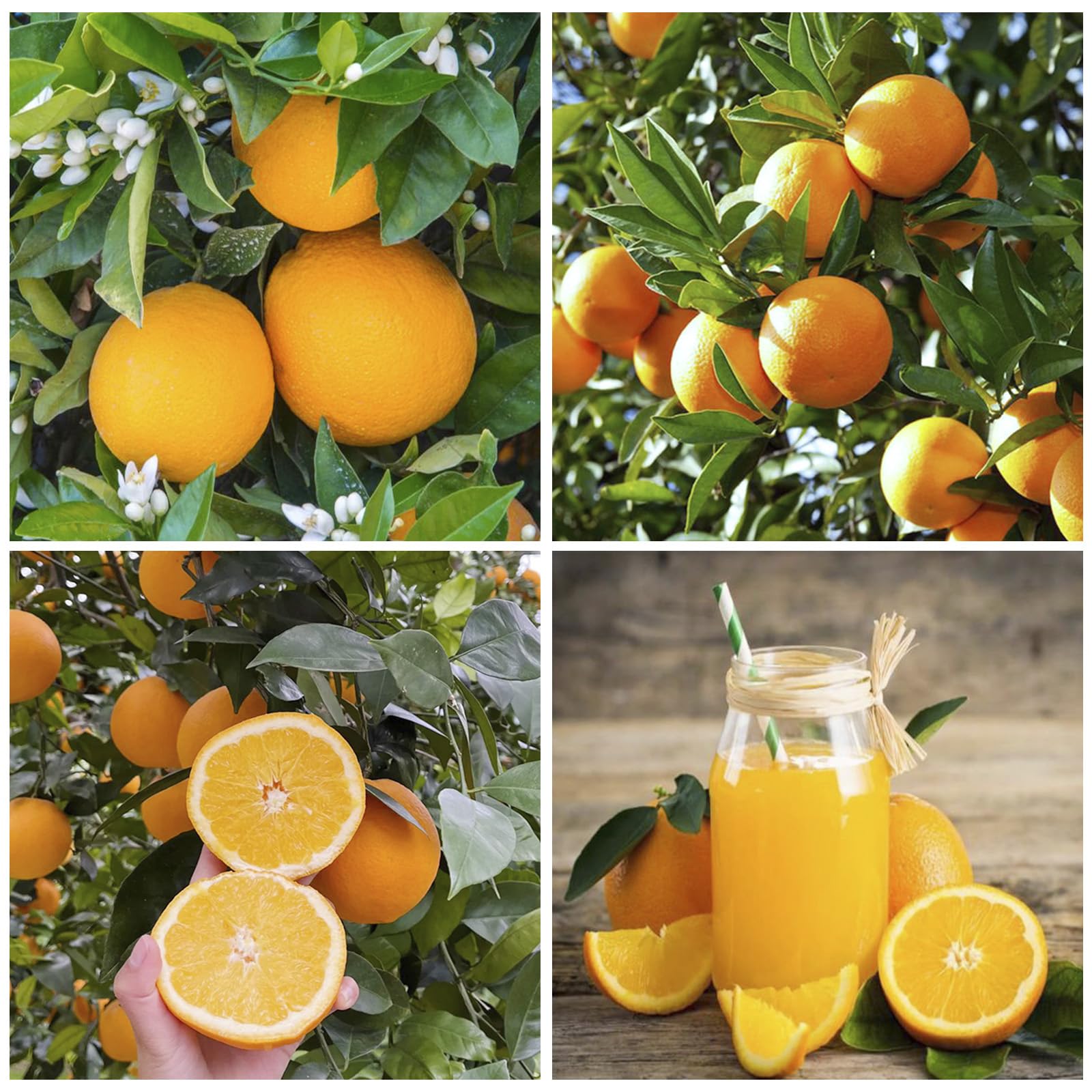 Navel Orange Seeds pack for planting, ideal for home orchard growth.